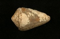 藏品(柳絲芋螺)的圖片